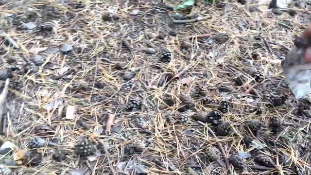 Уборка мусора в лесу