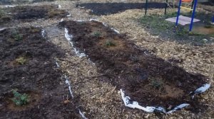 Голубика, черника, брусника и клюква в саду. Второй год.