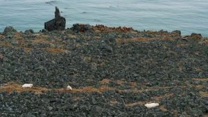 Белые медведи. Охота на моржей.