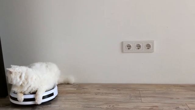 Кот на роботе пылесосе