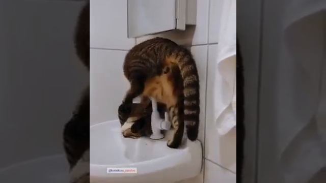 Позитивчик | Кот йог | Занятие йогой | Забавные домочадцы | Смішні домочадці | Funny pets смотреть онлайн