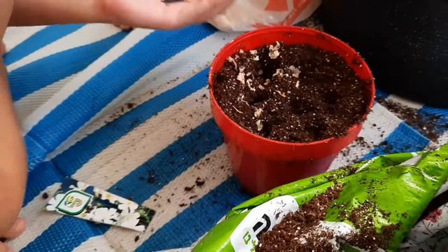 пересаживаем и удобряем наш балконный сад