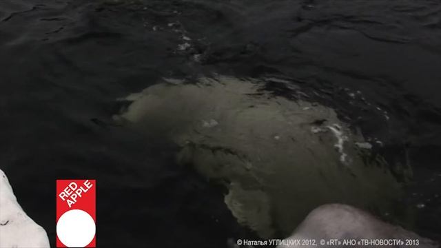 Presentation Seagull