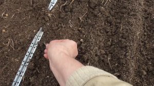 Выращивание годеции (Часть1)