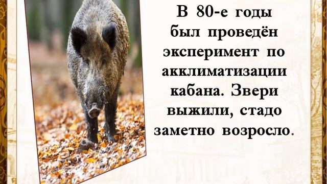 Кто где живёт, что где растёт в окрестностях Первоуральска смотреть онлайн