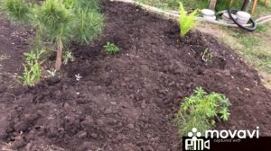 Сделала красивую клумбу из заросшего травой участка.