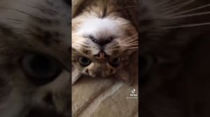 Кот Степан | Трезвость это ваше нормальное состояние | Cat Stepan