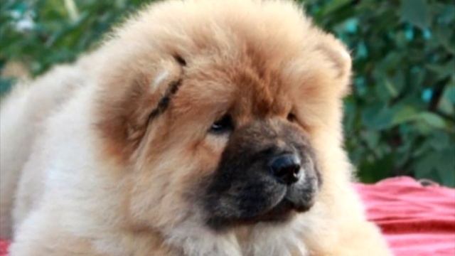 Малышка была парализована! Врач посоветовал семье купить собаку Все были удивлены её действиям! смотреть онлайн