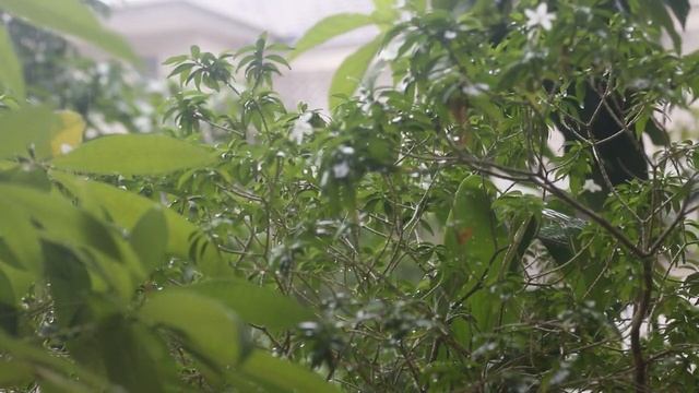 Успокаивающие звуки дождя для сна медитации и pелакса смотреть онлайн