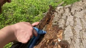 НАШЛИ МАТОК МУРАВЬЁВ-ГИГАНТОВ! В ПОИСКАХ МАТОК ОХОТА ЗА ВАГУСАМИ! Camponotus vagus \\ Димон и пумба