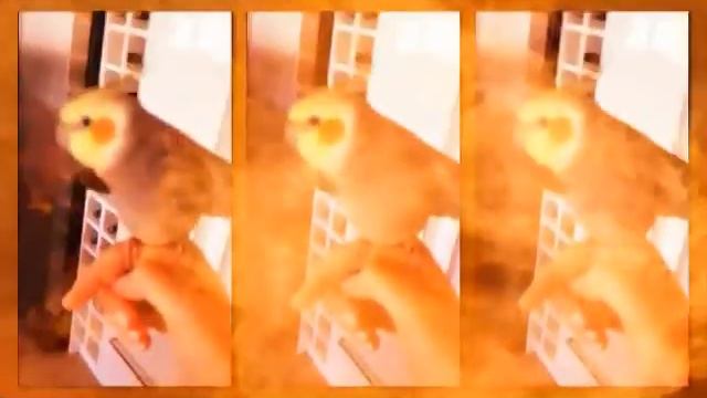 DubStep Bird 2 hours смотреть онлайн