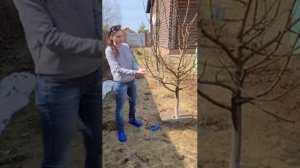 отгибанием веток у плодовых деревьев