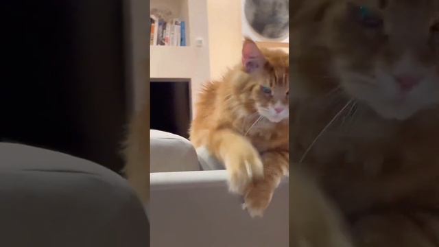 🧡Мейн-кун Оксфорд🧡 #мейнкун смотреть онлайн