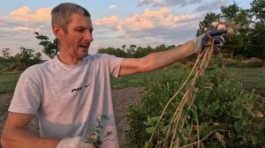 Чеснок выкопали, персик доедают птицы