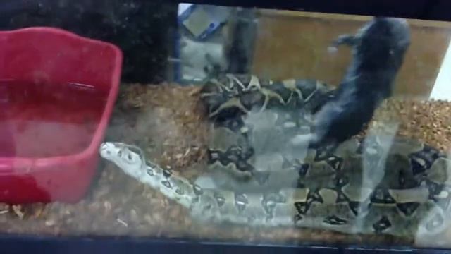 Attempt to feed the snake смотреть онлайн