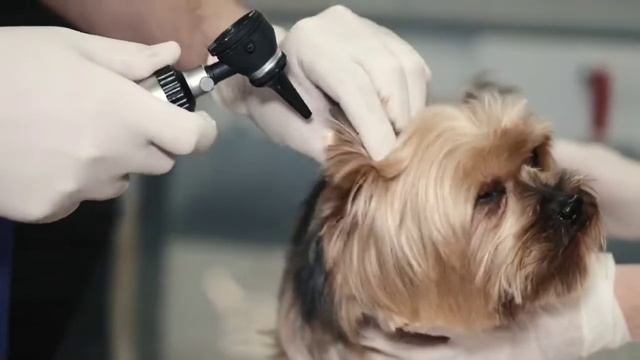 Дрессировка собак бесплатно первый урок в Одессе Черноморск и пригород смотреть онлайн