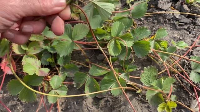 Почему не использую укрывной материал для клубники??? смотреть онлайн