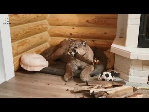 У нас появился бобёр. Пума Месси познаёт мир