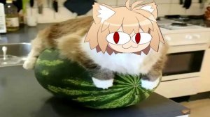 неко арк на арбузе