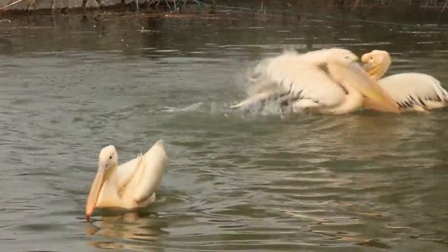 Первый вылет на пруд бакланов, пеликанов и чёрного лебедя смотреть онлайн