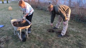 Наш сад. Правильная посадка сливы весной.