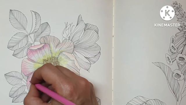 Dog Rose - Part 1| Flower Year by Leila Duly смотреть онлайн