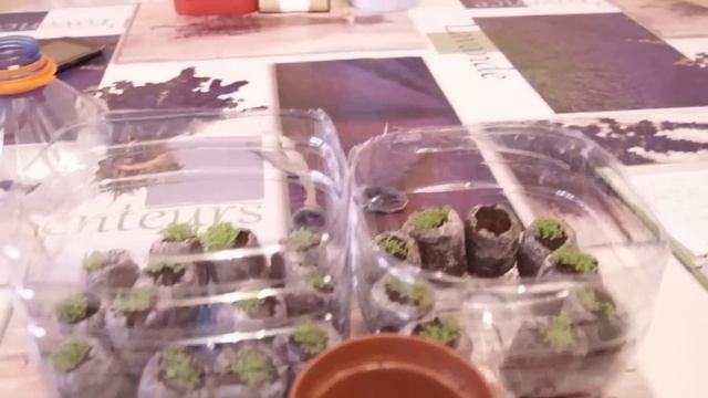 Посадки ЛОБЕЛИИ на 12 день. ЧАСТЬ 3. смотреть онлайн