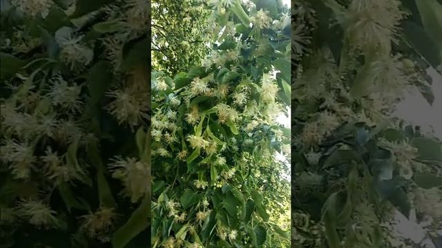 Цветет липа.Сбор цветков липы.#жить#липа#чай смотреть онлайн