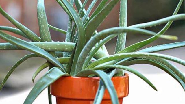 ALOE  GULINI PARVARISHLASH HAMDA FOYDALI MASLAHATLAR