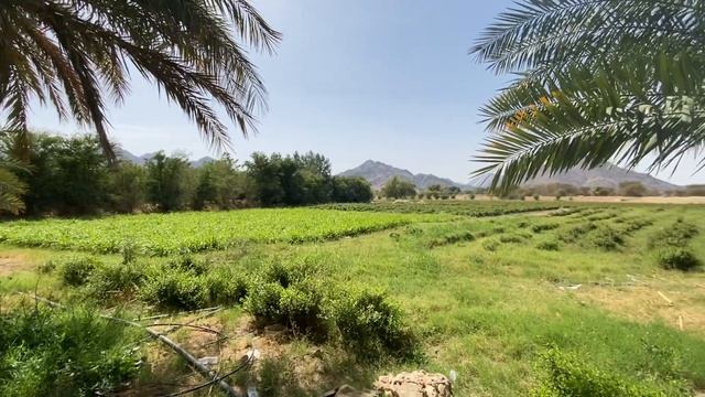 SAUDI ARABIA MENGHIJAU !!Yanbu Al Nakhel, Al Madinah, Saudi Arabia смотреть онлайн