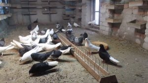 голуби николаевские Брянская область