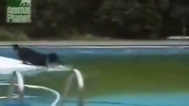 Собака-соображака, которая не любит плавать смотреть онлайн