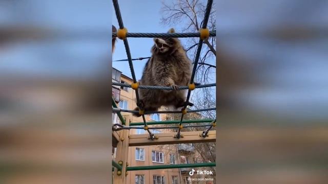 Смешные животные, приколы Tik Tok.# 3 смотреть онлайн