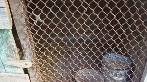 Пересаживаем квочку на новое место. Будет ли сидеть на яйцах.