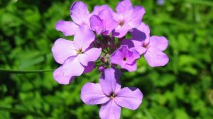 Ночная фиалка: уход дома и в открытом грунте, виды и выращивание