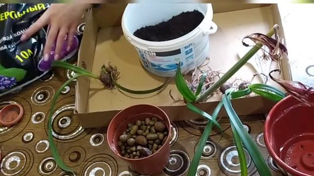 Пересадка моих гиппеаструмов. Мой грунт для них. смотреть онлайн