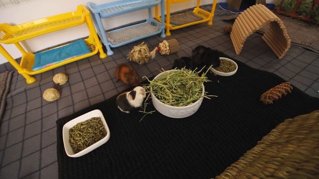 Rescuing 13 Guinea Pigs Living in ONE Cage! 😨😱 смотреть онлайн