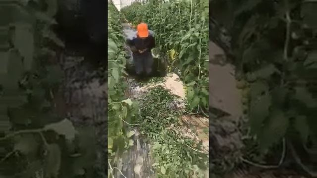 Специалисты высшего уровня смотреть онлайн