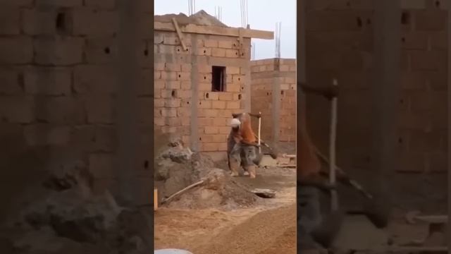 Смешные видео смотреть онлайн