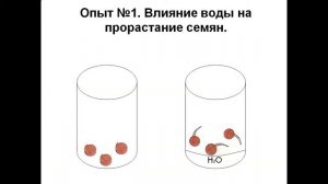 Условия прорастания семян