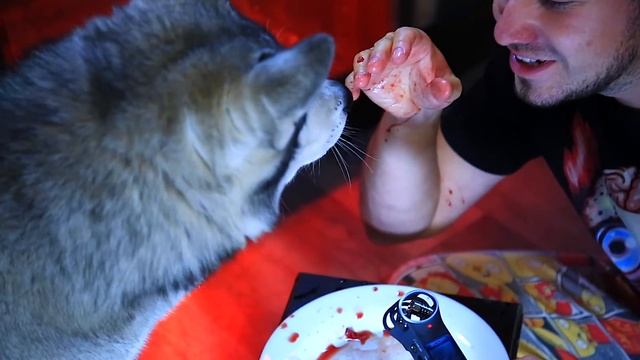 АСМР / ХАСКИ СЪЕЛ КОРОВУ! Собаки едят мясо / ASMR смотреть онлайн