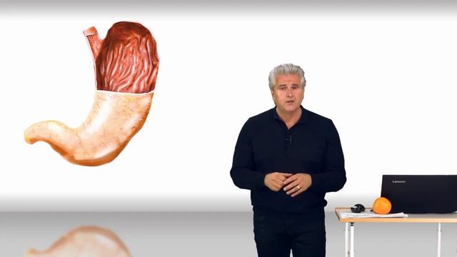 Anatomie Des Magens Super Zusammenfassung│Dr  Dr  Damir Del Monte│Encephalon MedVideos Bei Lecturio
