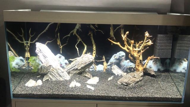 Аквариум через 5 дней после запуска. Запуск первых рыбок смотреть онлайн