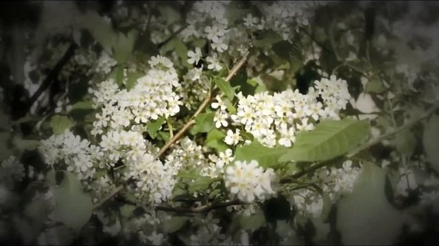 Вероника Тушнова - Биение сердца моего смотреть онлайн