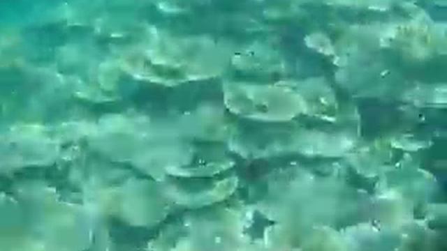 Sortie Snorkeling atoll d'Ari Sud смотреть онлайн
