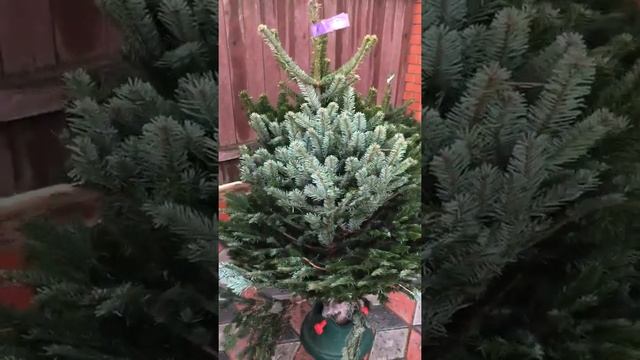 Распаковка Датской елки (Пихта Нордмана) от интернет-магазина Йолка смотреть онлайн