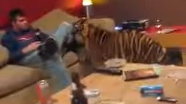 Смотрите, домашний тигр в доме! смотреть онлайн