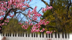 Тема из к/ф «Лиловый шар» (СССР, 1987) / Cover Yamaha PSR - E443