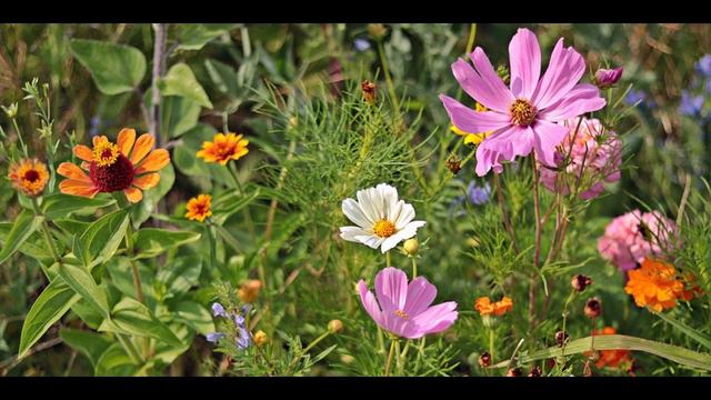 Psalm 103:6-18 Reading by Rev. Rhoda смотреть онлайн