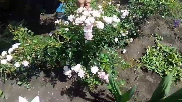 Сбор липы и вишни??. Липа на чай. Вишня на компот?? смотреть онлайн